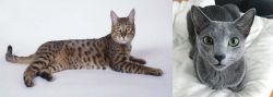 California Spangled Cat vs Blue Russian - Breed Comparison