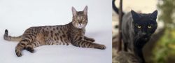 California Spangled Cat vs Bombay - Breed Comparison