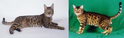 California Spangled Cat vs Bristol - Breed Comparison