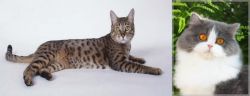 California Spangled Cat vs British Longhair - Breed Comparison