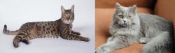 California Spangled Cat vs British Semi-Longhair - Breed Comparison
