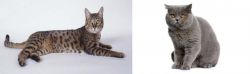 California Spangled Cat vs British Shorthair - Breed Comparison