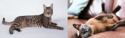 California Spangled Cat vs Burmese - Breed Comparison