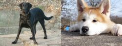 Cao de Castro Laboreiro vs Akita - Breed Comparison