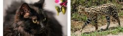 Chantilly/Tiffany vs African Serval - Breed Comparison