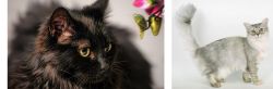 Chantilly/Tiffany vs Asian Semi-Longhair - Breed Comparison