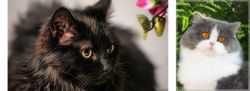 Chantilly/Tiffany vs British Longhair - Breed Comparison