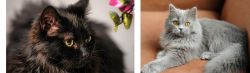 Chantilly/Tiffany vs British Semi-Longhair - Breed Comparison