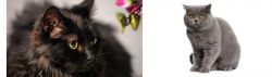 Chantilly/Tiffany vs British Shorthair - Breed Comparison