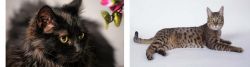Chantilly/Tiffany vs California Spangled Cat - Breed Comparison