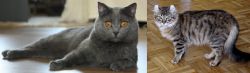 Chartreux vs American Curl - Breed Comparison
