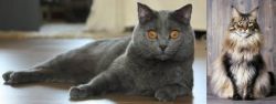 Chartreux vs American Longhair - Breed Comparison