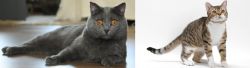 Chartreux vs American Wirehair - Breed Comparison