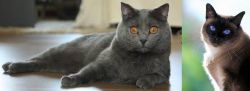 Chartreux vs Applehead Siamese - Breed Comparison