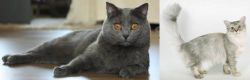 Chartreux vs Asian Semi-Longhair - Breed Comparison