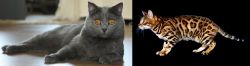 Chartreux vs Bengal - Breed Comparison