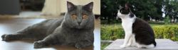 Chartreux vs Bicolor - Breed Comparison