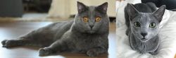 Chartreux vs Blue Russian - Breed Comparison