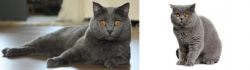 Chartreux vs British Shorthair - Breed Comparison