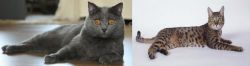 Chartreux vs California Spangled Cat - Breed Comparison