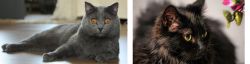 Chartreux vs Chantilly/Tiffany - Breed Comparison