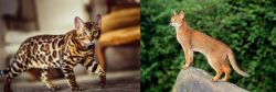 Cheetoh vs Abyssinian - Breed Comparison