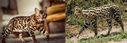 Cheetoh vs African Serval - Breed Comparison