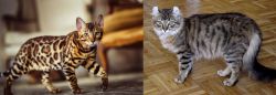 Cheetoh vs American Curl - Breed Comparison