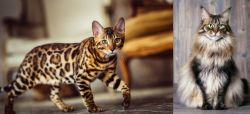 Cheetoh vs American Longhair - Breed Comparison