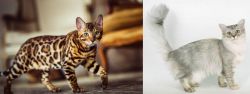 Cheetoh vs Asian Semi-Longhair - Breed Comparison