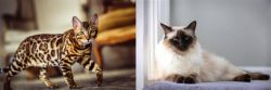 Cheetoh vs Balinese - Breed Comparison