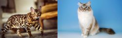 Cheetoh vs Birman - Breed Comparison