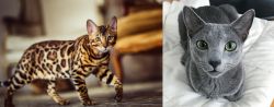 Cheetoh vs Blue Russian - Breed Comparison