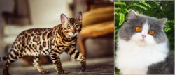 Cheetoh vs British Longhair - Breed Comparison