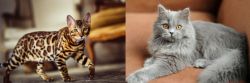 Cheetoh vs British Semi-Longhair - Breed Comparison