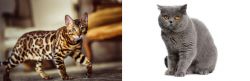 Cheetoh vs British Shorthair - Breed Comparison