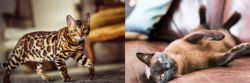 Cheetoh vs Burmese - Breed Comparison