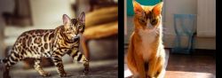Cheetoh vs Chausie - Breed Comparison