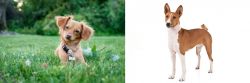 Chiweenie vs Basenji - Breed Comparison