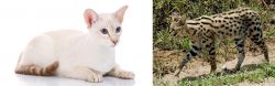Colorpoint Shorthair vs African Serval - Breed Comparison