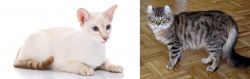 Colorpoint Shorthair vs American Curl - Breed Comparison