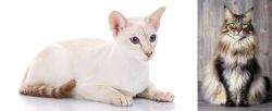 Colorpoint Shorthair vs American Longhair - Breed Comparison