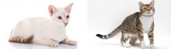 Colorpoint Shorthair vs American Wirehair - Breed Comparison