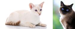 Colorpoint Shorthair vs Applehead Siamese - Breed Comparison