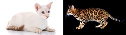 Colorpoint Shorthair vs Bengal - Breed Comparison