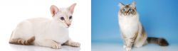 Colorpoint Shorthair vs Birman - Breed Comparison