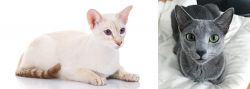 Colorpoint Shorthair vs Blue Russian - Breed Comparison