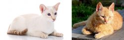 Colorpoint Shorthair vs Brazilian Shorthair - Breed Comparison