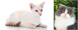 Colorpoint Shorthair vs British Longhair - Breed Comparison