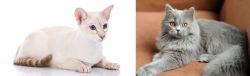 Colorpoint Shorthair vs British Semi-Longhair - Breed Comparison